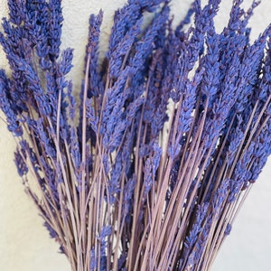 May include: A bunch of dried lavender stems with purple flowers. The stems are tied together at the bottom.