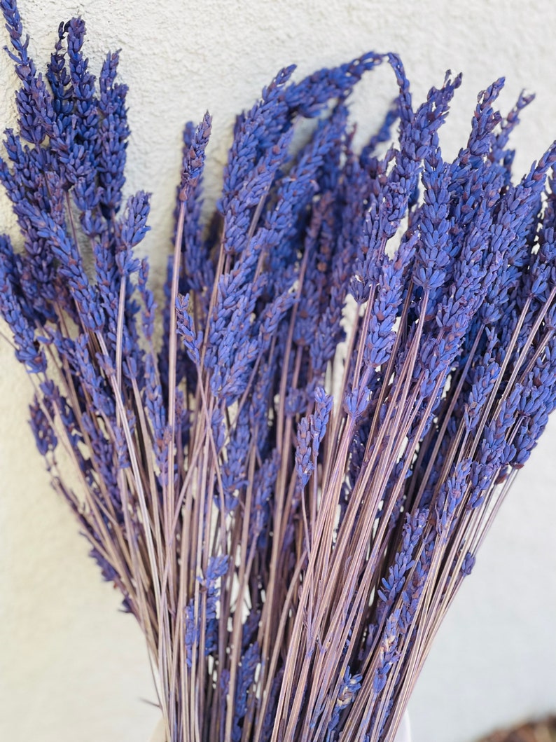 May include: A bunch of dried lavender stems with purple flowers. The stems are tied together at the bottom.