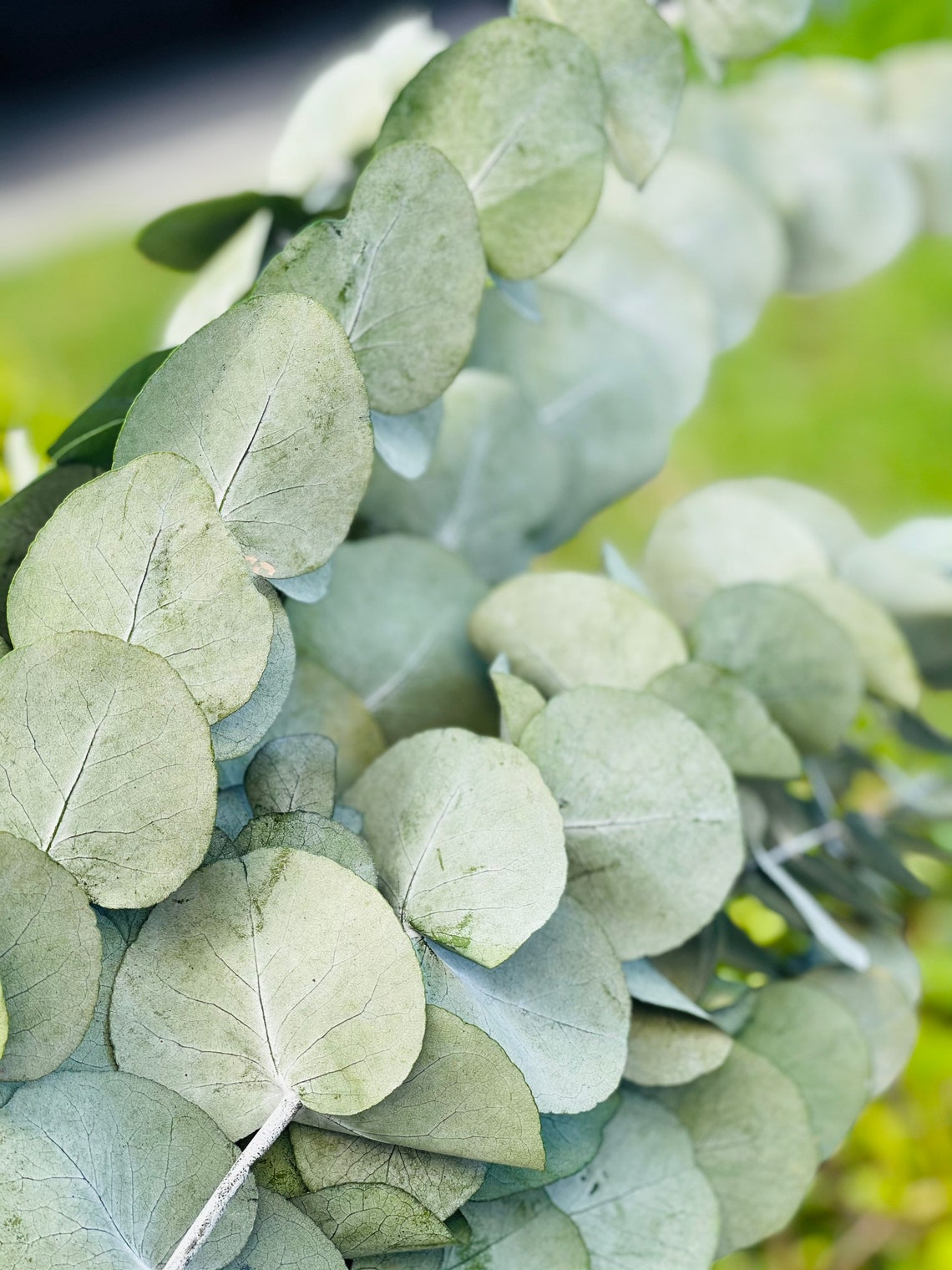 Preserved Eucalyptus bundle Eucalyptus Cinerea Eucalyptus Etsy