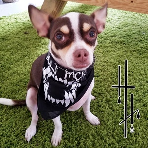 Peut inclure: Un petit chihuahua blanc et brun portant un bandana noir avec des dents blanches et le mot "PACK" imprimé dessus. Le chien est assis sur un tapis vert en fourrure.