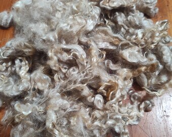 May include: A pile of raw, unprocessed wool fibers. The fibers are a light beige color with a curly texture, resembling soft, fluffy clouds. The wool appears to be freshly shorn and ready for processing into yarn or other textile products.