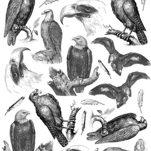 Eagle Ceramic Decals