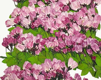 May include: A large collection of pressed pink flowers and green leaves. The flowers are delicate and have a light pink hue. The leaves are a vibrant green.