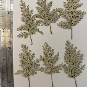 12 pieces Real Dried Pressed flowers leaves