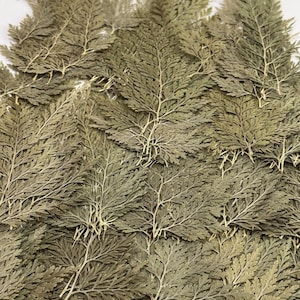 12 pieces Real Dried Pressed flowers Stenoloma chusana