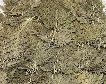 12 piezas de flores prensadas secas reales de Stenoloma chusana