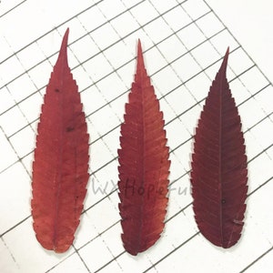 12 pieces Real Dried Pressed flowers The torch leaf