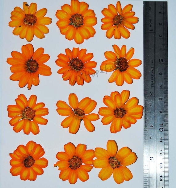 Real Dried Pressed Flowers Orange Zinnia 12 Pieces Etsy