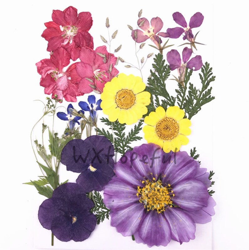 Real Dried Pressed Flowers Assorted Colorful Daisies Leaves Etsy