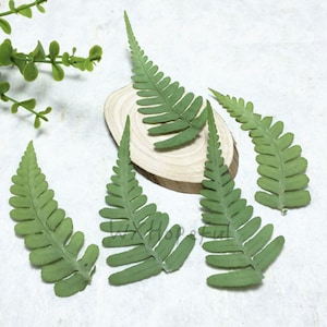 12 pieces Real Dried Pressed flowers Woodsia ilvensis