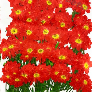 May include: A collection of pressed red flowers with yellow centers. The flowers are arranged in a bouquet with green stems.