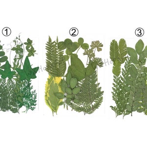 Real Dried Pressed flowers Assorted Leaves