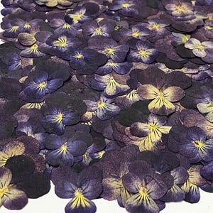 Echte getrocknete gepresste Blumen Lila Veilchen