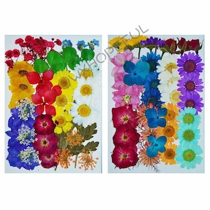 Könnte beinhalten: Zwei Blätter mit gepressten Blumen, jedes mit einer Vielzahl von Farben und Arten von Blumen. Die Blumen sind in einem zufälligen Muster angeordnet. Die Blätter sind weiß und die Blumen sind in Schattierungen von Rot, Rosa, Blau, Gelb, Orange und Lila.