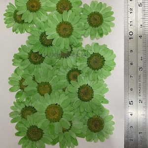 25 pieces Real Dried Pressed flowers Green Daisies