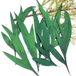 12 pieces Real Dried Pressed flowers Eucalyptus Leaf