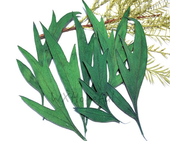 12 Pieces Real Dried Pressed Flowers Eucalyptus Leaf - Etsy