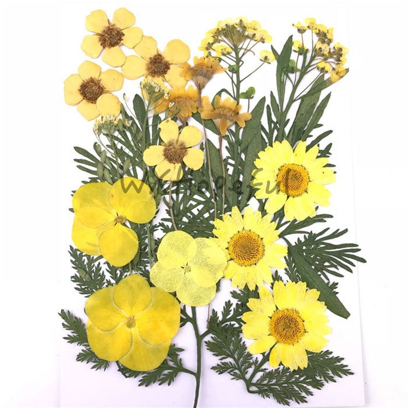 Real Dried Pressed Flowers Assorted Colorful Daisies Leaves Etsy