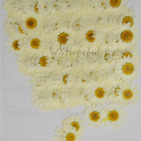 100 pieces Real Dried Pressed flowers White Daisies