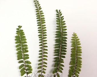 12 piezas de flores prensadas secas reales Adiantum diaphanum