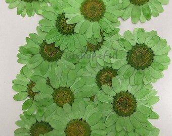 100 pieces Real Dried Pressed flowers Green Daisies