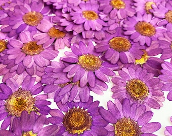 25 pieces Real Dried Pressed flowers Light purple Daisies