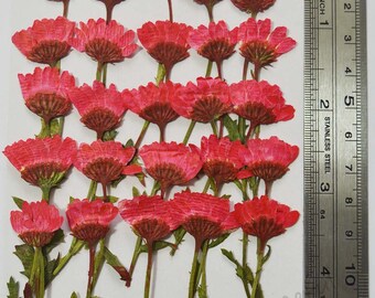 Echte getrocknete gepresste Blumen rote Gänseblümchen mit Zweig - 25 Stück