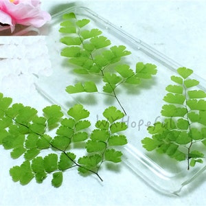 12 pieces Real Dried Pressed flowers Adiantum