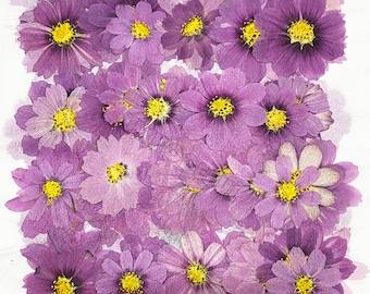 Real Dried Pressed flowers Purple White Cosmos