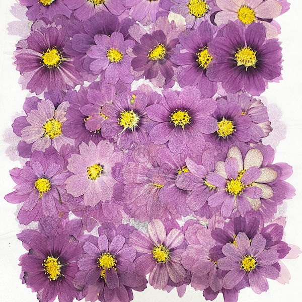 Real Dried Pressed flowers Purple White Cosmos