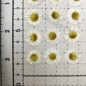 May include: Twelve dried white daisies with yellow centers arranged in a grid pattern on a white background with a ruler in inches and centimeters.