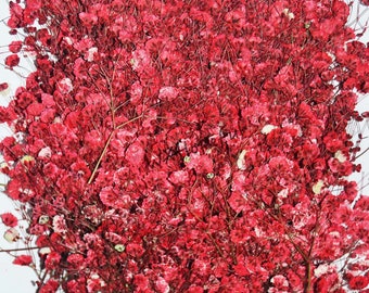 100 pieces Real Dried Pressed flowers Red Baby's Breath