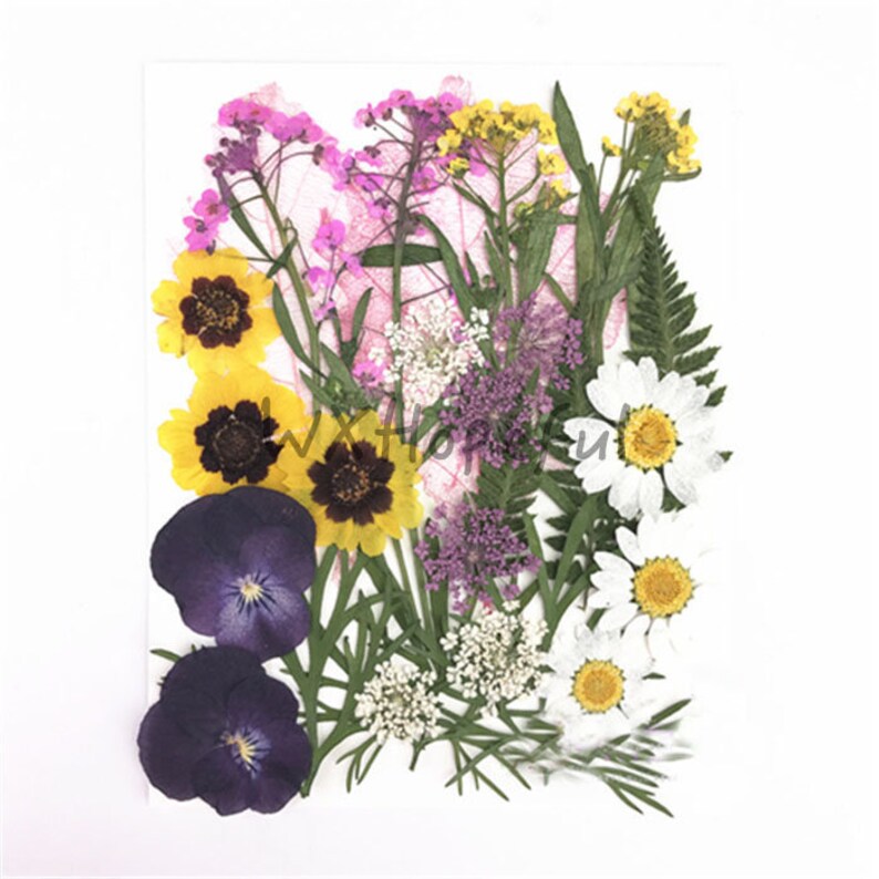 Real Dried Pressed Flowers Assorted Colorful Daisies Leaves Etsy