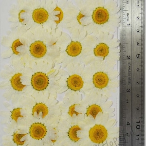 Real Dried Pressed flowers White Daisies - 25 pieces