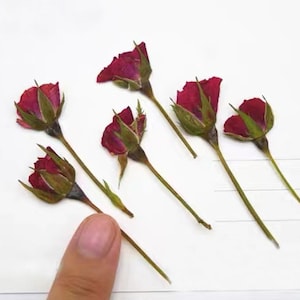 May include: Six dried red rose buds with green stems on a white background.