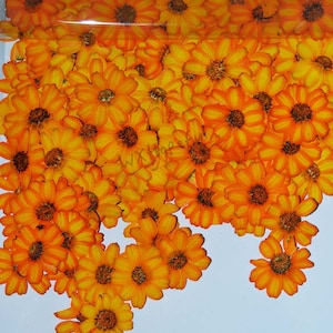 100 pieces Real Dried Pressed flowers Orange zinnia