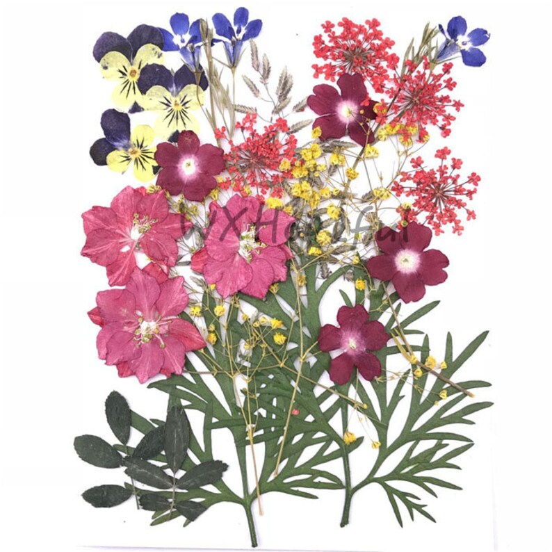 Real Dried Pressed Flowers Assorted Colorful Daisies Leaves Etsy