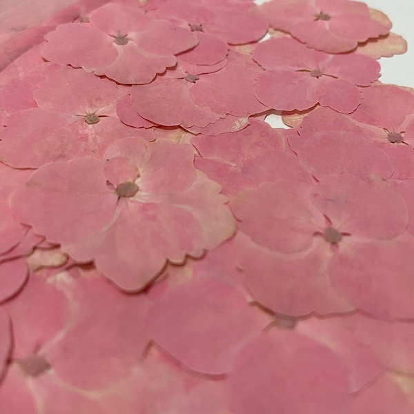Pink Hydrangea - Etsy