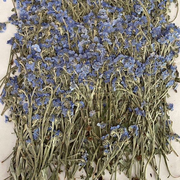 100 pieces Real Dried Pressed flowers Forget-Me-Nots