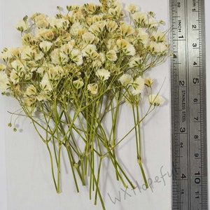 Real Dried Pressed flowers White Baby&#39;s Breath - 15 pieces