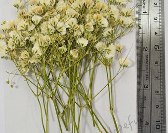 Real Dried Pressed flowers White Baby's Breath - 15 pieces