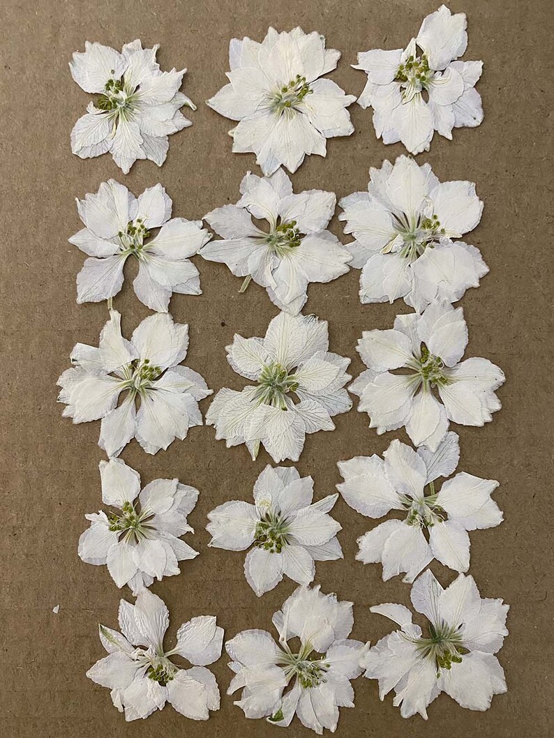 100 Pieces Real Dried Pressed Flowers White Larkspur Etsy