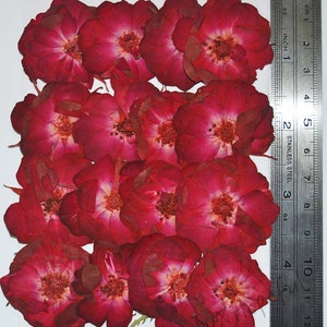 May include: A collection of 14 dried red rose blossoms with white centers. The roses are arranged in a random pattern on a white background. A ruler is visible on the right side of the image.