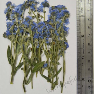 Könnte beinhalten: Eine Sammlung getrockneter blauer Vergissmeinnicht-Blüten mit grünen Stielen. Die Blüten sind in einer Gruppe angeordnet und etwa 12,7 cm hoch.