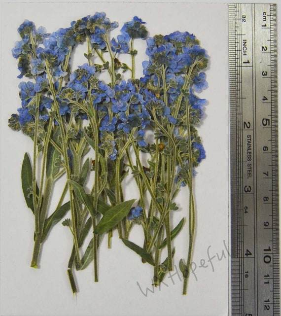 Real Dried Pressed Flowers Forget Me Nots Pieces Etsy