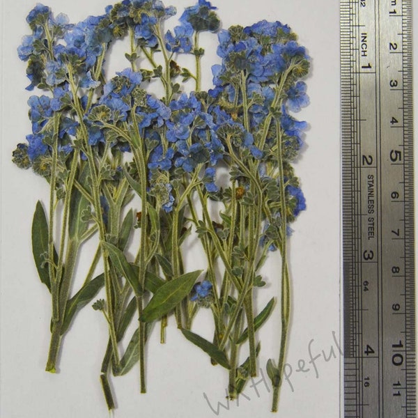 Real Dried Pressed flowers Forget-Me-Nots - 20 pieces