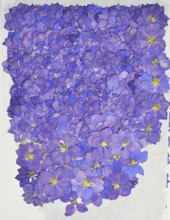 HEALLILY 16 St/ück Gepresste Getrocknete Blumen Nat/ürliche Gepresste Blumen f/ür Scrapbooking DIY Craft Kerze Harz Schmuck Anh/änger