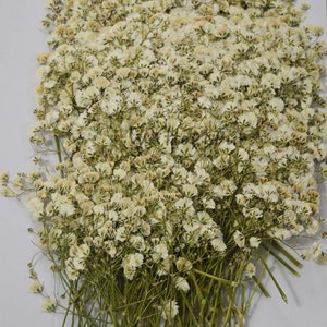 Real Dried Pressed flowers Purple Red Blue White Baby&#39;s Breath