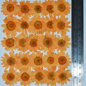 Real Dried Pressed flowers Orange Daisies - 25 pieces