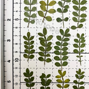 Real Dried Pressed flowers Schinus